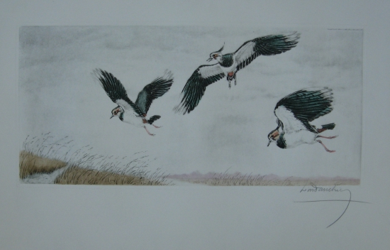 Birds (by Leon Danchin)