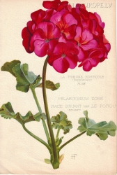 Pelargonium Zone Race Bruant var Le Poitou (Bruant)