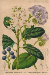 Rhaphiolepis japonica Siebold & Zucc.