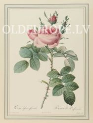 Rosa bifera officinalis