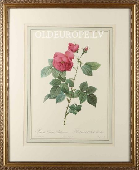 Rosa Canina Burboniana