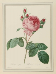 Rosa Centifolia