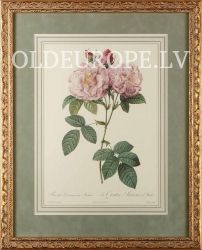 Rosa Damascena Italica