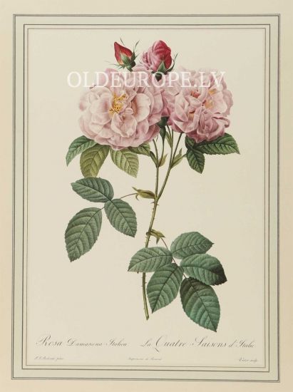 Rosa Damascena Italica