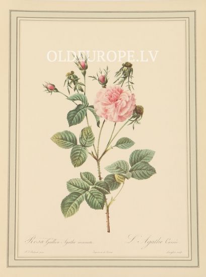 Rosa Gallica Agatha incarnata