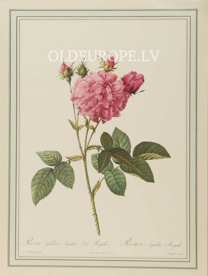 Rosa Gallica Agatha (Var Regalis)