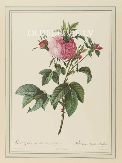 Rosa Gallica Agatha (var. Prolifera)