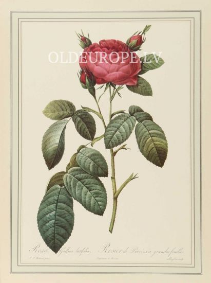 Rosa Gallica latifolia