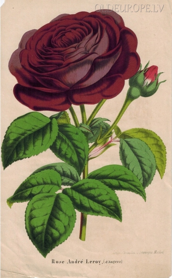 Rose Andre Leroy (d'Angers)